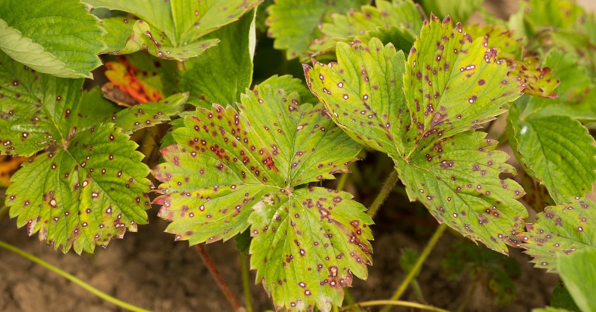Бурые пятна на листьях клубники: причины, способы борьбы и профилактики